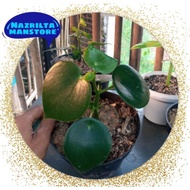 tanaman hias paperomia raindrop / tanaman hias tinggi 20/25cm /Tanaman