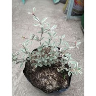 Variagated African talisay