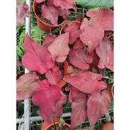 caladium Red Ruby indoor