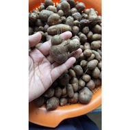 1KG UBI KEMILI/UBI KELING ORI KELANTAN