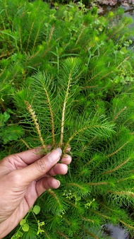 myriophyllum simulans aquascape 20btg. tanaman air tanaman cinta