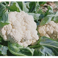 100pcs Cauliflower Seeds Organic Vegetable Seeds Live Plants Plant Seed Nutritious Fresh Cauliflower