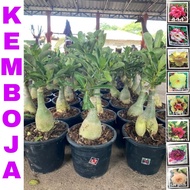 adenium Thailand real live plant ( pokok kemboja )