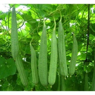 - 5 luffa seeds (SPT)