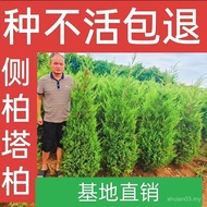 塔柏树苗松树苗柏树苗侩柏树苗侧柏树苗龙柏树苗松柏树苗四季常青