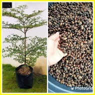 ♚ ❃ ✎ African talisay seeds (1/4 kilo)