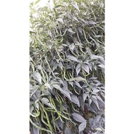 Benih Cabe Merah Keriting AMAZON 1 Kemasan 10 gram - Cmk AMAZON 1 - Bibit Cabai AMAZON 2