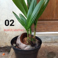 READY bibit bahan bonsai kelapa gading kuning kembar 3 bertunas tunas