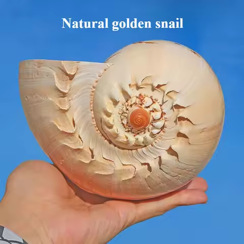 Natural Big Conch Shell Gold Coconut Oil Snail Home Collection Decoration Gifts Handicrafts Gifts Fi