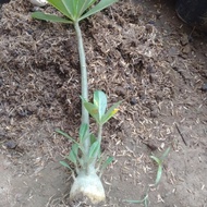 adenium bahan bonsai