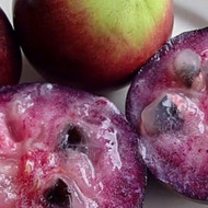 ANAK POKOK APEL STAR (APPLE STAR) APPLE CAIMITO - Kahwin