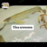ikan arwana crossback golden 24k Malaysia promo arwana spesial