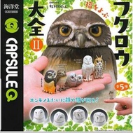 全新日本海洋堂 フクロウ大全 II  貓頭鷹大全 扭蛋玩具