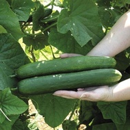 Japanese Cucumber - Repack Seeds Contains 7 Seeds