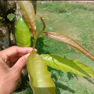 isi 50 gram pucuk daun putat segar buat lalap