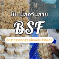 BSF Worm Eggs Fly Retail-Wholesale Direct From The Farm