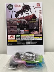 全新 Bandai 扭蛋 The Diversity of Life on Earth 生物大圖鑑 螞蟻  全3款 昆蟲大圖鑑