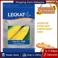 LECKAT 592  BENIH JAGUNG MANIS/GRED A-F1 HYBRID SUGAR RICH 500G BIJI SWEET CORN SEED(516)VEGETABLE 5