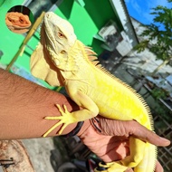iguana green albino jantan istimewa muluss