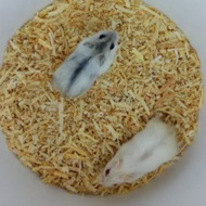 Best Item! HAMSTER WINTER WHITE PEARL SEPASANG JANTAN BETINA SIAP TERNAK BREEDING JABODETABEK ONLY G