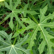 Keratan pokok caya / Pokok ajinamoto