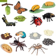 TOYBOX Growth Cycle Model Kids Toy For Kid Butterfly Growth Cycle Teaching Material Plastic Models S