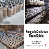 Bongkah Cendawan Tiram Kelabu Matang (pemborong bongkah dan pembekal bongkah cendawan)