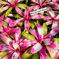 Bromeliad Neo Sugar Buzz / Id Bandung / Gha Garden House