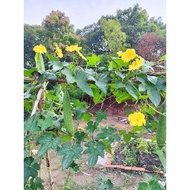 Loofah seed/Benih petola bulat/Luffa sponge gourd seed