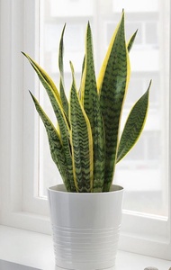 Snake Plant Sansevieria  live Plant  with FREE plastic pot( Air Purifying Plant ( Real Plant  Live P