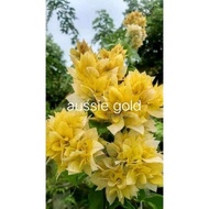 SALE!! RARE ROOTED BOUGAINVILLEA