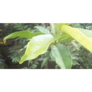 Original Bay Leaves Are Still Fresh 1 Bunch