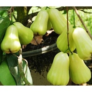 Bibit Tanaman Buah Jambu Air Madu Deli Segar MMU