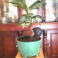 Miliki Bonsai Kelapa Gading/Tanaman Hias Unik/Miniatur Bonsai Kelapa