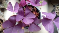 ต้นพันธุ์  ต้นดอกผีเสื้อราตรี  Oxalis triangularis  พร้อมปลูกในถุงดำ 39 บาท  ไม้ประดับแสนน่ารัก ดอกร