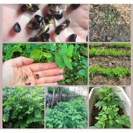 Malabar spinach seeds 50 seeds (Malabar spinach)
