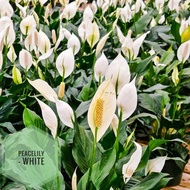 Pokok bunga Peace Lily