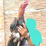 ayam aseel x indian gigante