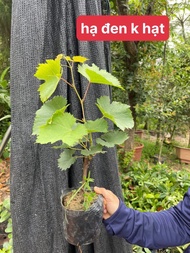 CÂY NHO GIỐNG HẠ ĐEN CHUẨN F1 SIÊU TRÁI KHÔNG HẠT ✔ Cây giống dễ trồng dễ chăm sóc phù hợp khí hậu