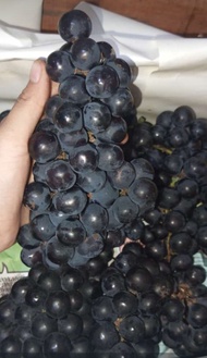 Buah anggur Bali segar 1 kg