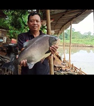 umpan ikan bawal biji jarak fermentasi