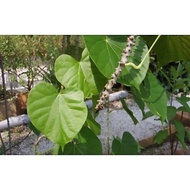 Pokok batang wali/batang wali