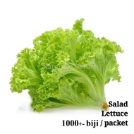 Benih Sayur Salad Lettuce Seed Benih Sayur Vegetable Seed 1000 biji per pack