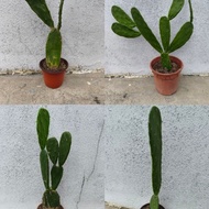 Cactus Opuntia 🌵 Kaktus Pad Organik /Edible Organic Cactus Pad/Pokok Cactus Opuntia /Tortoise 🐢 Rept