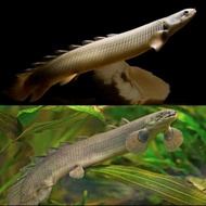 Palmas Senegalus Slayer Grey -+12cm