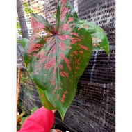 Keladi Jazz Caladium Rare Indoors Outdoors Plants Flower Bunga