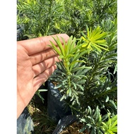 Podocarpus macrophyllus. small size leaf. *50cm +-* 罗汉松. 小叶. 雀舌 🌿
