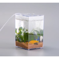 ANS Betta Competition Display Tank