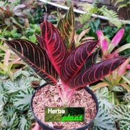 Tanaman hias aglonema fried of sumatera / aglonema merah sumatra