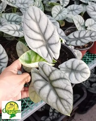 Alocasia Silver Dragon with FREE plastic pot, pebbles and garden soil (Real Plant, Indoor Plant and Limited Stock) - Plants for Sale